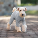 Базовый комбинезон/пижама для собак V.PET.B.R. Dog Jumpsuit CF36 Grey, 46 см, 60 см, 36 см, 2XL