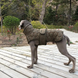 Светоотражающая куртка для собак на флисовой подкладке V.PET.B.R D64 army green with orange line, 62 см, 82-90 см, 60 см, XL
