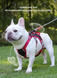 Шлея для собак Derby Pet harness FH107, Черный