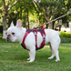 Шлея для собак Derby Pet harness FH107, Черный