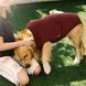 Гигиенические трусы/комбинезон для собак WanTalk Full Body Dog Diaper, Wine Red, 65-72 см, 88-105 см, 3XL