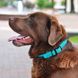 Нашийник для Собак Круглий Шкіряний BronzeDog Premium з металевою фурнітурою Блакитний