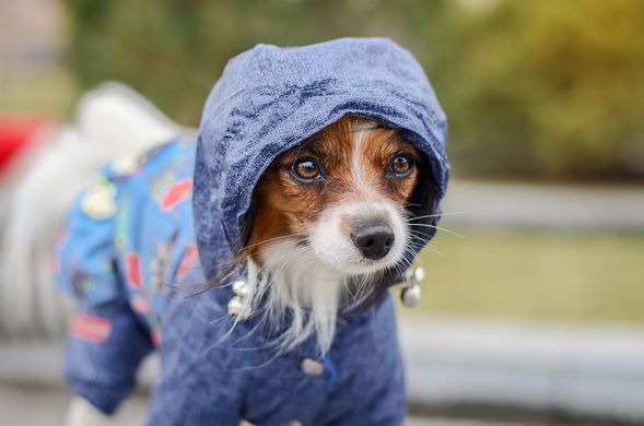 Комбинезон Smart Pet Роуз, 26-29 см, 46-57 см, S2m