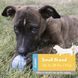 Мяч для щенков KONG Puppy Ball, Голубой, Small