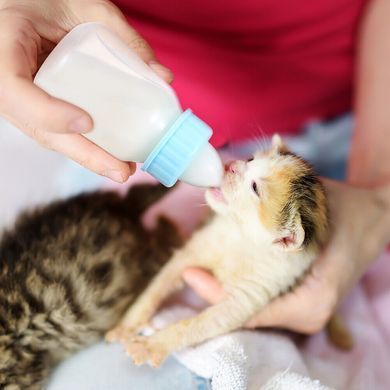 Набір для годування цуценят: Молочна суміш Markus-Muhle Puppy Milk + пляшечка Pet Nursing Bottle Kit