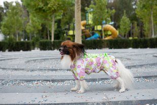 Комбинезон Smart Pet Florist, 34-37 см, 51-68 см, M1