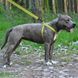 Шлея для собак BronzeDog Active Нейлонова зі Світловідбиттям Cалатова