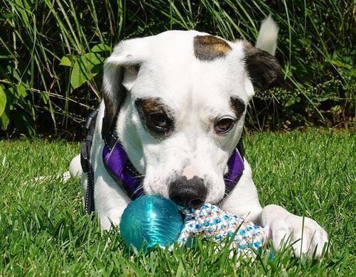 Игрушка-канат для собак Nylon Dog Rope Toy Kit
