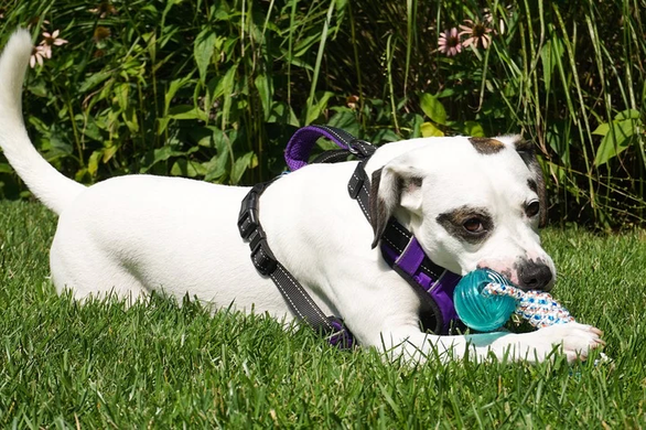 Набір іграшок для собак Nylon Dog Rope Toy Kit