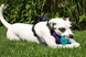 Набір іграшок для собак Nylon Dog Rope Toy Kit