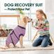 Попона для відновлення собак Wan Talk Recovery Suit, Violet Stripe, 25 см, 33-40 см, 27 см, XS