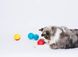 Інтерактивна іграшка-м'яч для собак Pet Qwerks Talking Babble Ball, Small