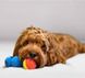 Интерактивная игрушка-мяч для собак Pet Qwerks Talking Babble Ball, Large