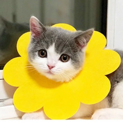 Защитный воротник для котов Derby Sunflower Yellow, XS, 10-15 см