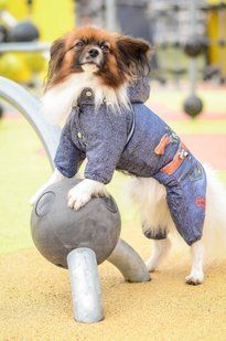 Комбинезон Smart Pet Шериф, 18-22 см, 25-31 см, XXS