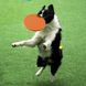 Силиконовая летающая тарелка-фризби для собак Soft Silicone Dog Flying Disc, 1 шт., Салатовый, 1 шт.