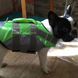 Спасательный жилет для собак Derby Reflective Dog Life Jacket, 28-33 см, 26-31 см, S