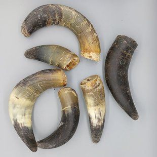 Роги буйвола, 1 шт., буйвол, 1 шт., S