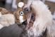 Жорстка плюшева іграшка для собак goDog Wildlife Rabbit