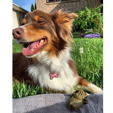 Натуральные лакомства для зубов собак WHIMZEES Dental Treats Alligator, 1 шт., L