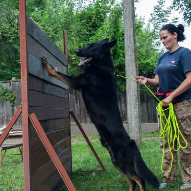 Тренувальний поводок для собак Bronzedog Active зі шнура, Салатовый, Large