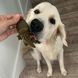 Натуральные лакомства для зубов собак WHIMZEES Dental Treats Alligator, 1 шт., L