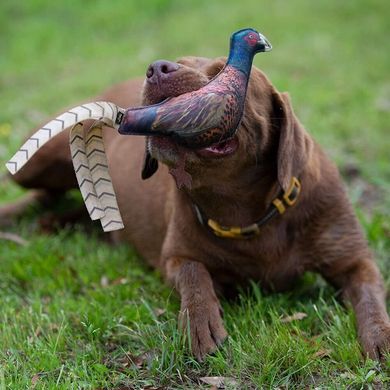 Игрушка-пищалка для собак Browning Pheasant (фазан)