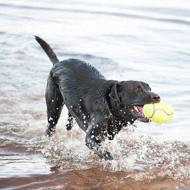 Футбольний м'яч KONG Air Dog Squeaker для собак, Medium