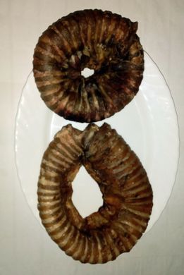 Бублик из трахеи, говядина, 1 кг