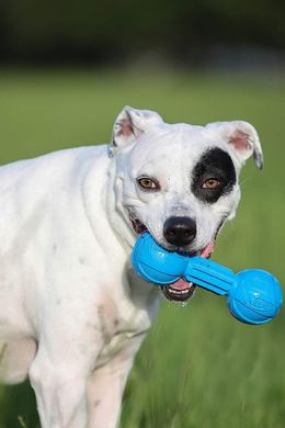 Игрушка-штанга для собак Nerf Dog Barbell Chew Toy, Голубой, Medium/Large