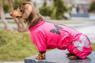 Комбинезон Smart Pet Бабочка, 26-29 см, 43-52 см, S2p