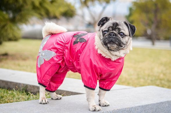 Комбинезон Smart Pet Бабочка, 26-29 см, 43-52 см, S2p