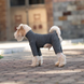 Базовый комбинезон/пижама для собак V.PET.B.R. Dog Jumpsuit CF36 Dark Grey, 46 см, 60 см, 36 см, 2XL