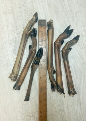 Нога косули, косуля, 1 шт.