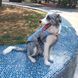 Летний охлаждающий жилет для собак крупных пород Derby Summer Dog Cooling Vest PA0116, Blue, 49 см, 55-75 см, 45 см, L