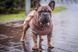 Кофта Smart Pet Bamby, 30-33 см, 40-45 см, S1