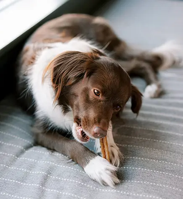 Натуральные лакомства для зубов собак WHIMZEES Dental Treats Stix, 1 шт., M
