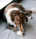 Натуральные лакомства для зубов собак WHIMZEES Dental Treats Stix, 1 шт., M