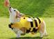 Рятувальний жилет для собак Derby Bee Design Dog Life Vest, 30 см, 41-63 см, 40-48 см, M
