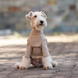 Базовый комбинезон/пижама для собак V.PET.B.R. Dog Jumpsuit CF36 Khaki, 46 см, 60 см, 36 см, 2XL