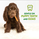 Натуральные лакомства для зубов щенков WHIMZEES Puppy Dental Care Dog Treat, 14 шт., M/L