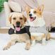 Заспокійливий жилет для собак WanTalk Dog Anxiety Jacket, Light Grey, 38 см, 56-88 см, 50-63 см, XL